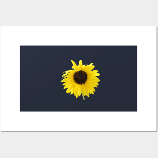 Blooming Sunflower Summer Flower Closeup Posters and Art